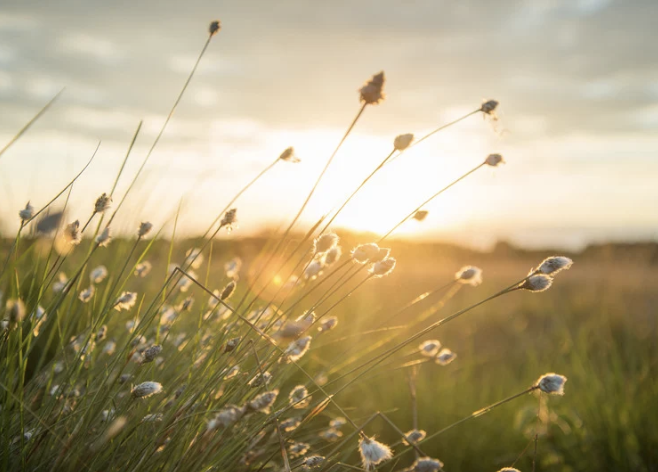 Field at sunset, grasses and golden sun in the background. Harvest feeling