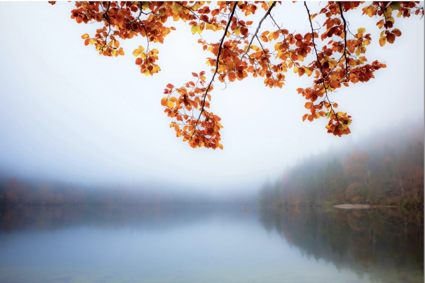 Golden Autumn leaves hanging over a misty lake